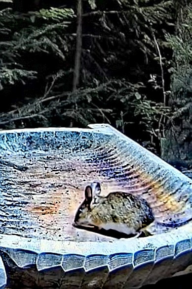 livebirdspoland_11a6a28e244d05f61e800e4ee54b0f2d.jpg
