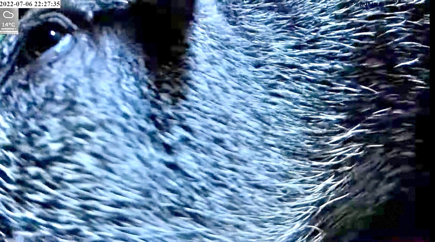 livebirdspoland_8ea3439a21c9ec974712849b9e923f9d.jpg