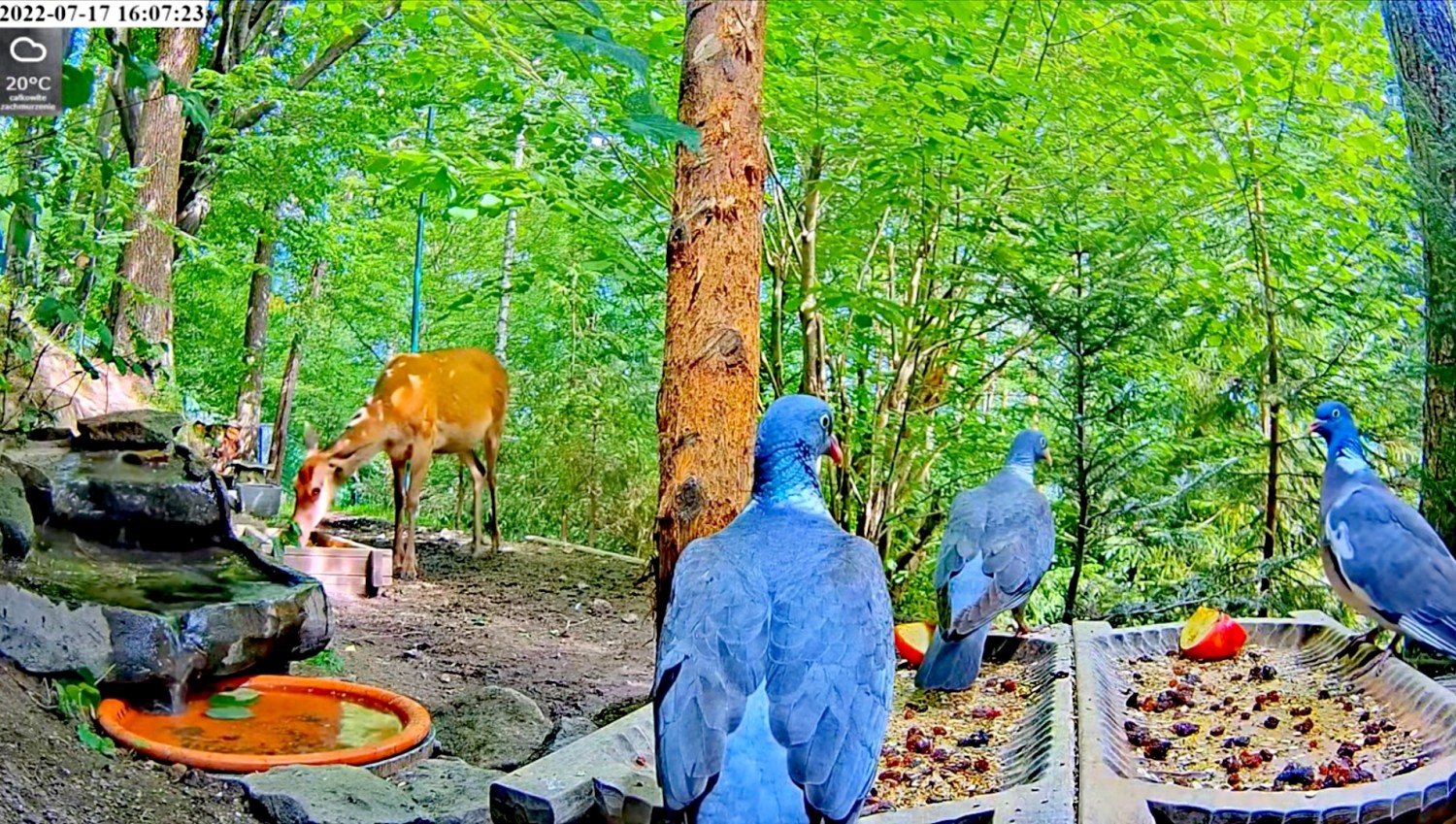 livebirdspoland_248296e3cf4148643956f89b7dbdc56a.jpg