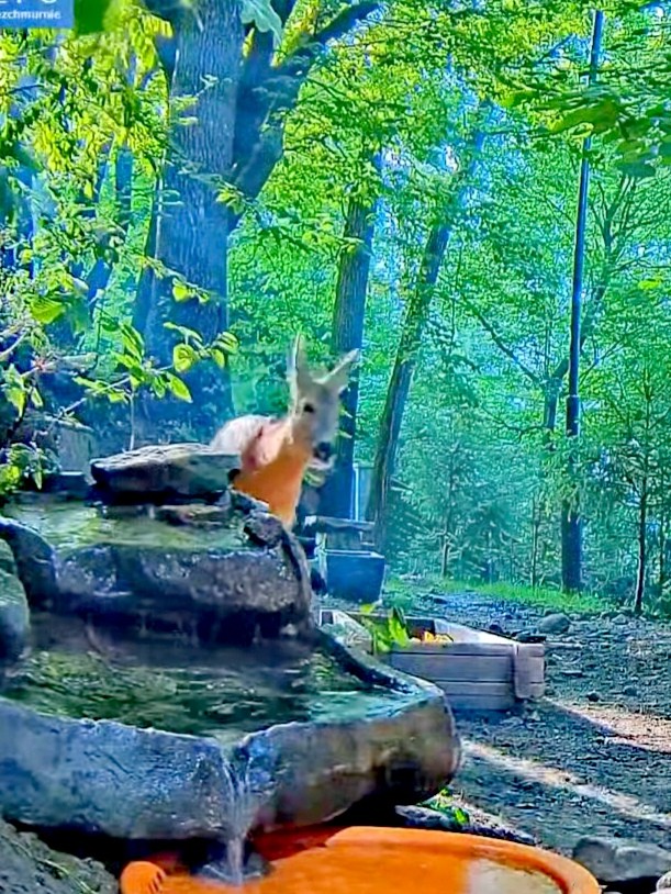 livebirdspoland_54fb6c691e9ee1e989848c3c843d4185.jpg