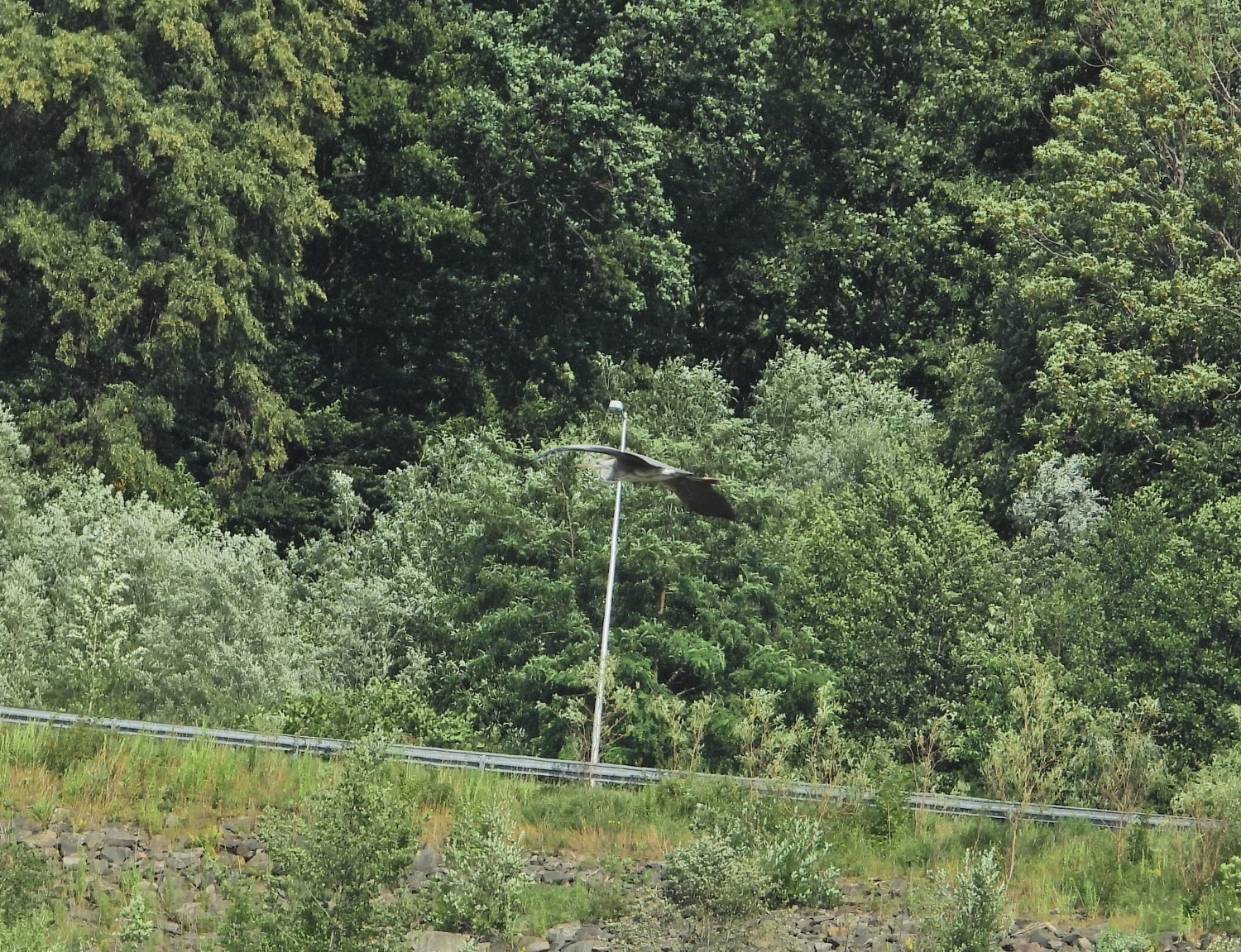 livebirdspoland_38b5c336d74434b720bee8d3b8ef818d.jpg