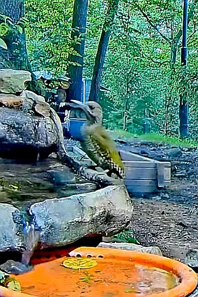 livebirdspoland_14e9db8825256a5df84f3070cff6e7f9.jpg