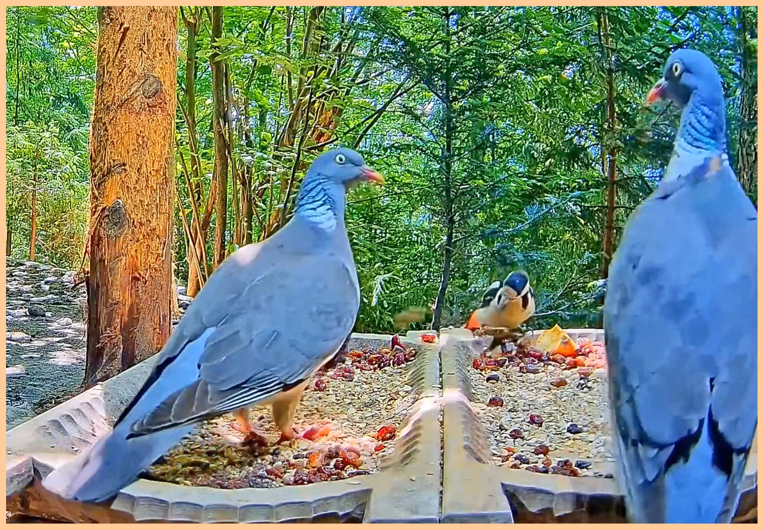livebirdspoland_6b849159b9498318f67aeb03ea7d46bd.jpg