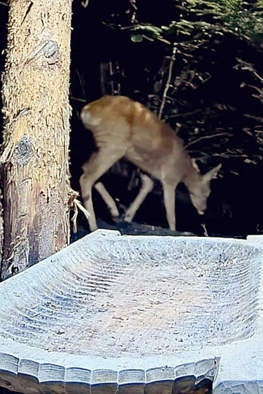 livebirdspoland_cc938d96f3447a3dbba78363406b99a4.jpg