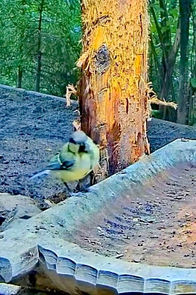 livebirdspoland_eb9810aaf7f2ad438c1b90cf2b59486d.jpg