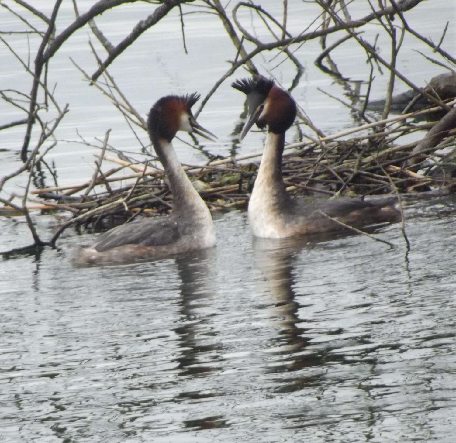 livebirdspoland_1f89c7287137601f76808d7b5c6d6b0e.jpg