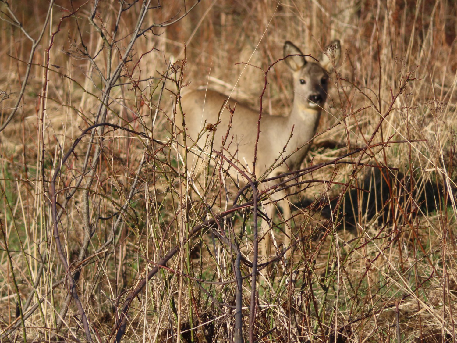 livebirdspoland_f7359c14f768b0de085c030980f7b1b6.jpg