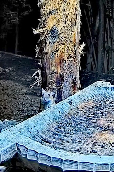 livebirdspoland_08868617a706e56d6eb7b8e7ed3c0e17.jpg
