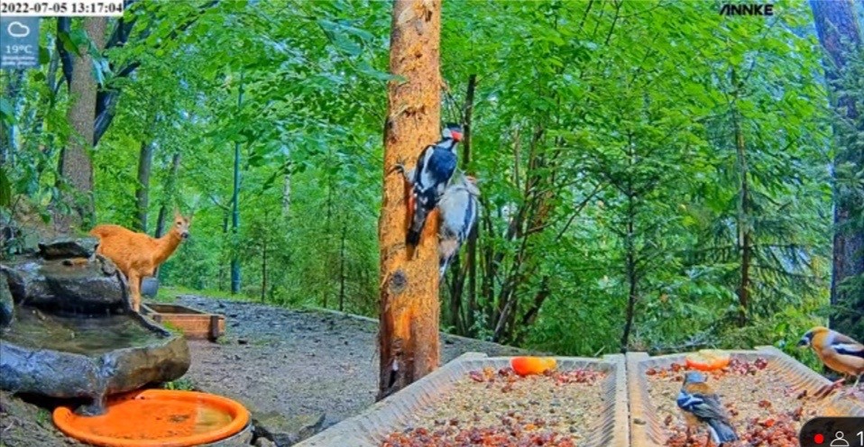 livebirdspoland_fc4639393a98b71bc3dcfa4ba5f3dc1e.jpg