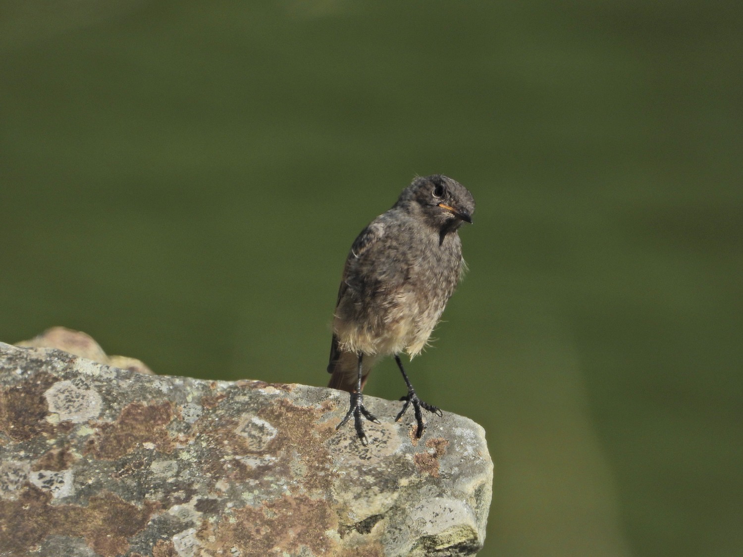 livebirdspoland_fde51061dafd548bb7d646648cdf8b7d.jpg
