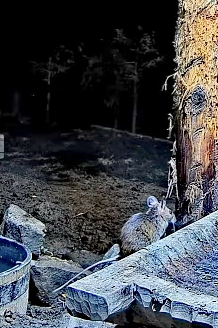 livebirdspoland_50793aa2422b86347750864ff214435b.jpg