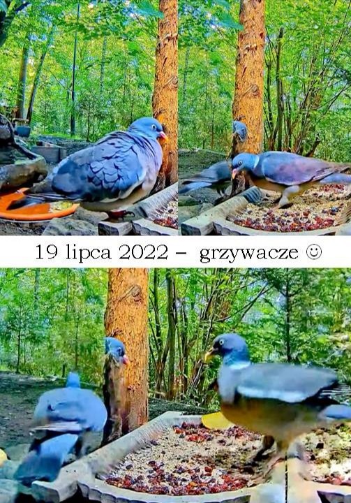 livebirdspoland_90458b3143171ad7450a57df4a1c1dcd.jpg
