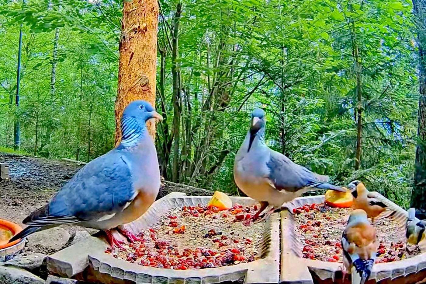 livebirdspoland_00ccb82fd73923dc025d59e5154a80b1.jpg