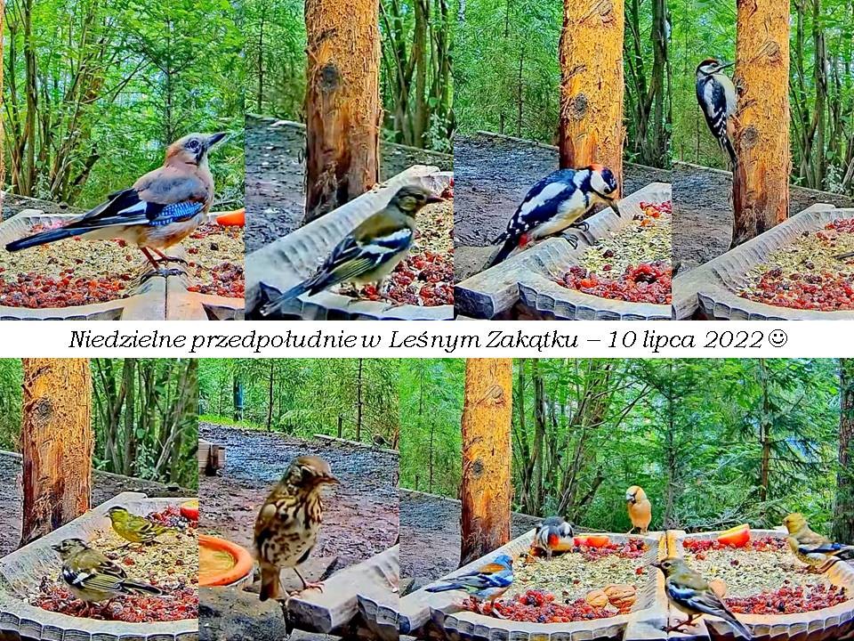 livebirdspoland_c12a3a6dfd46d41f321bddadce2d3c87.jpg