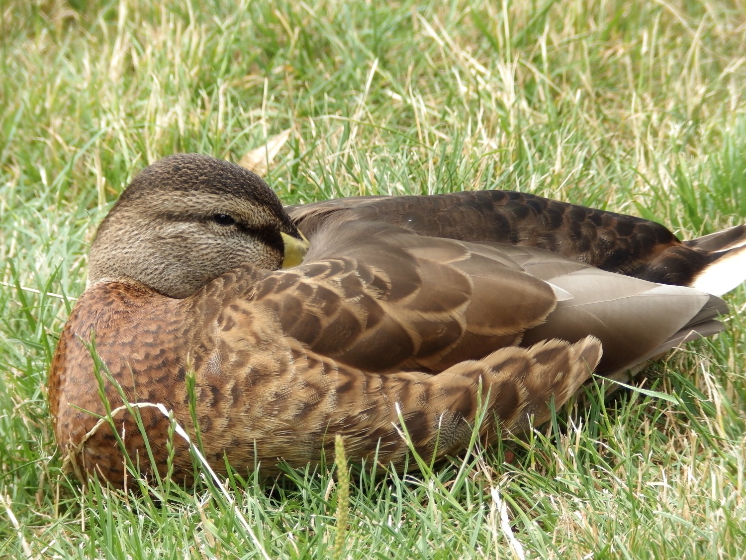 livebirdspoland_3c0b2cc0847205930a1ff145a373630a.jpg