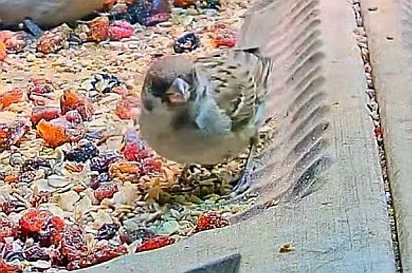 livebirdspoland_5a595e46d2cf56e890326e6d3267eafc.jpg