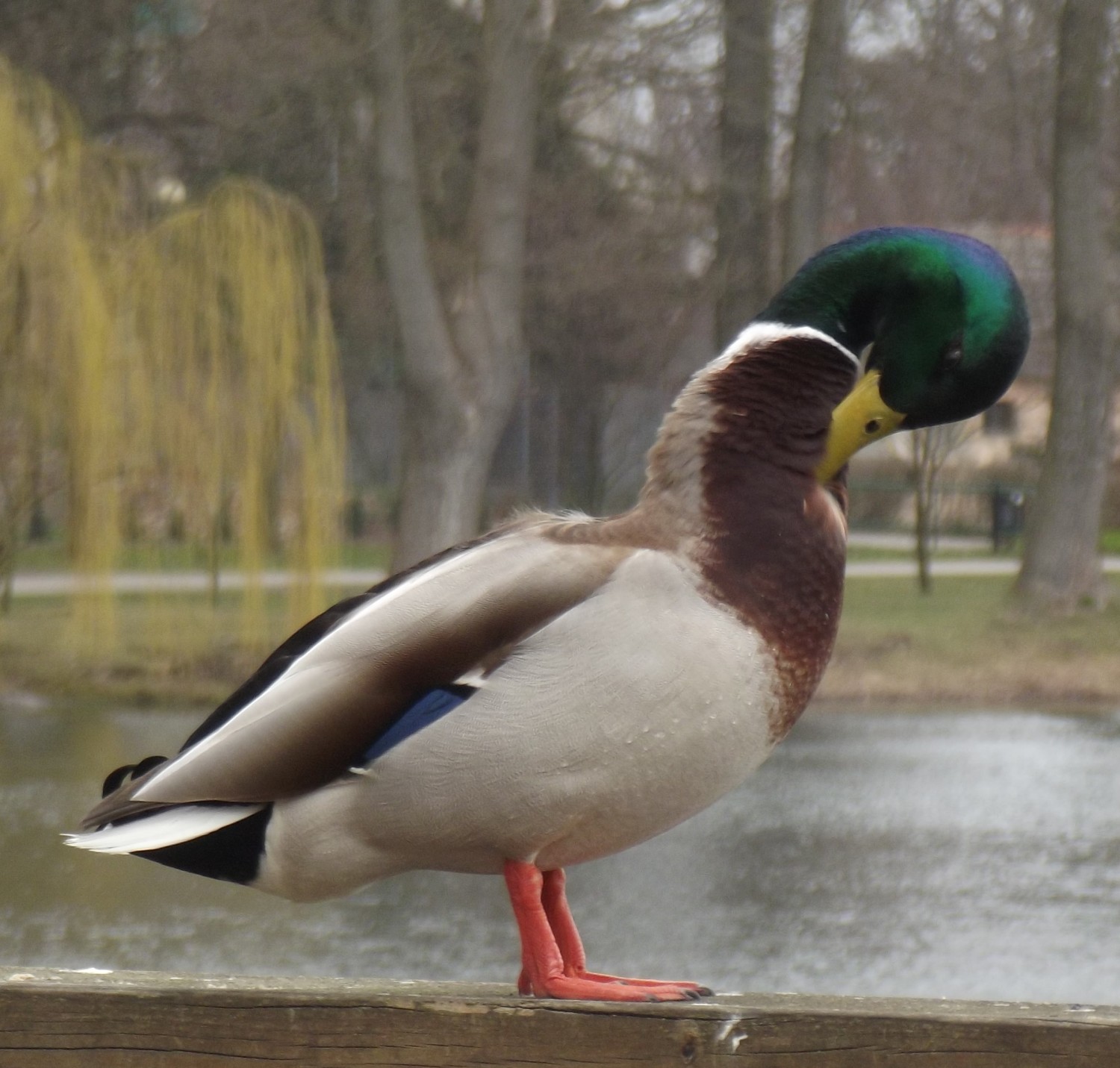 livebirdspoland_076c94a635098e59602496973bc33d93.jpg