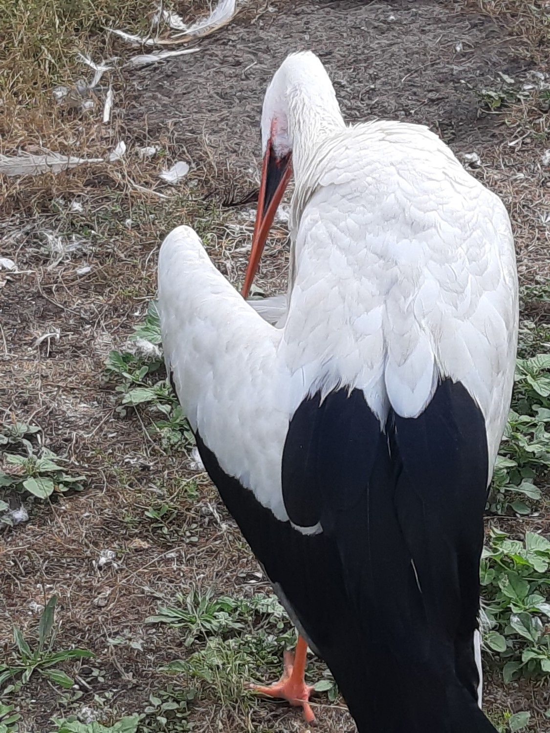livebirdspoland_c94652026ab0737005cbeb0f02b46c7e.jpg