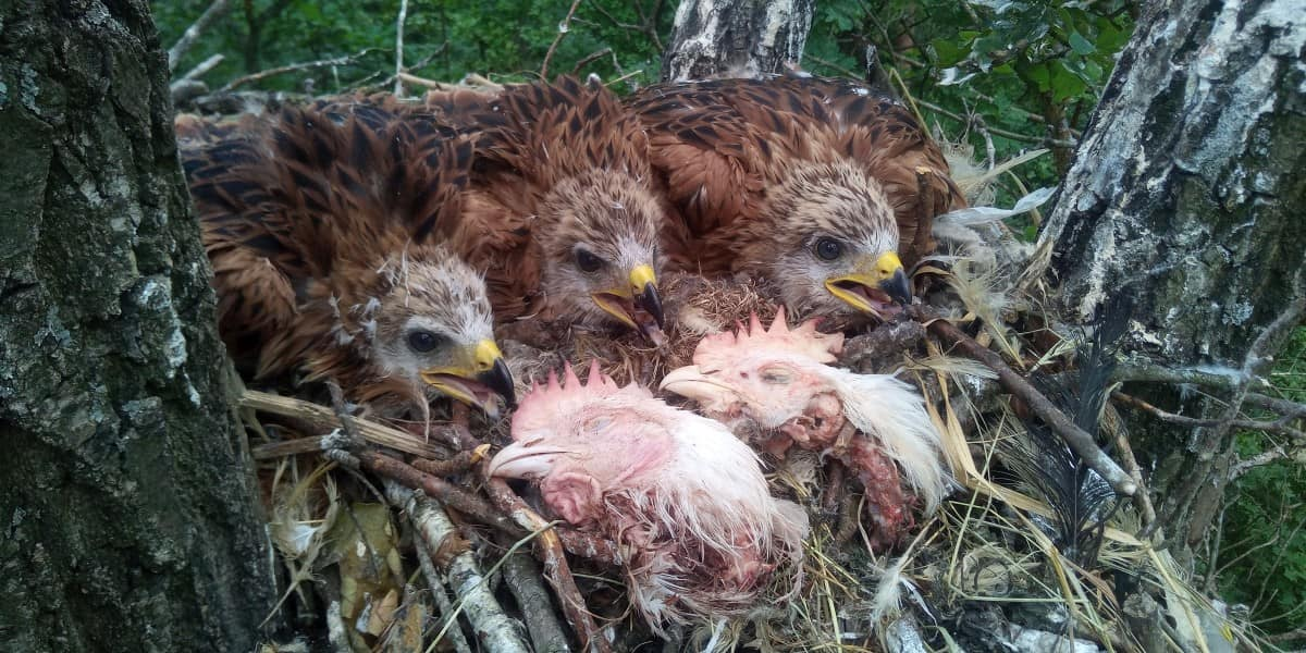 livebirdspoland_e2b195f65cbb7fc14c629c5d3e0fce5d.png
