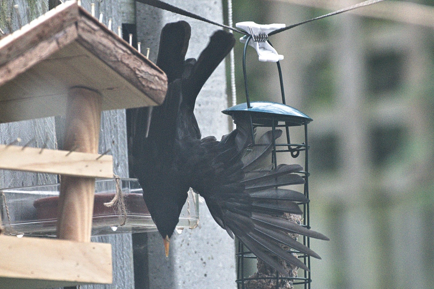 livebirdspoland_ea86781f61286a65341f452ddd534aff.jpg