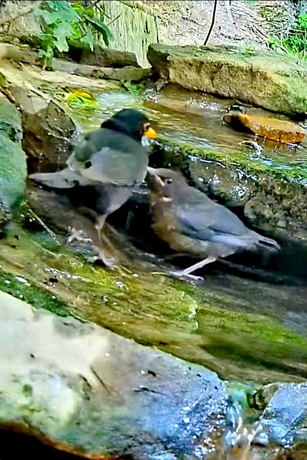 livebirdspoland_894f5f806e4c038664425eeeabc49513.jpg