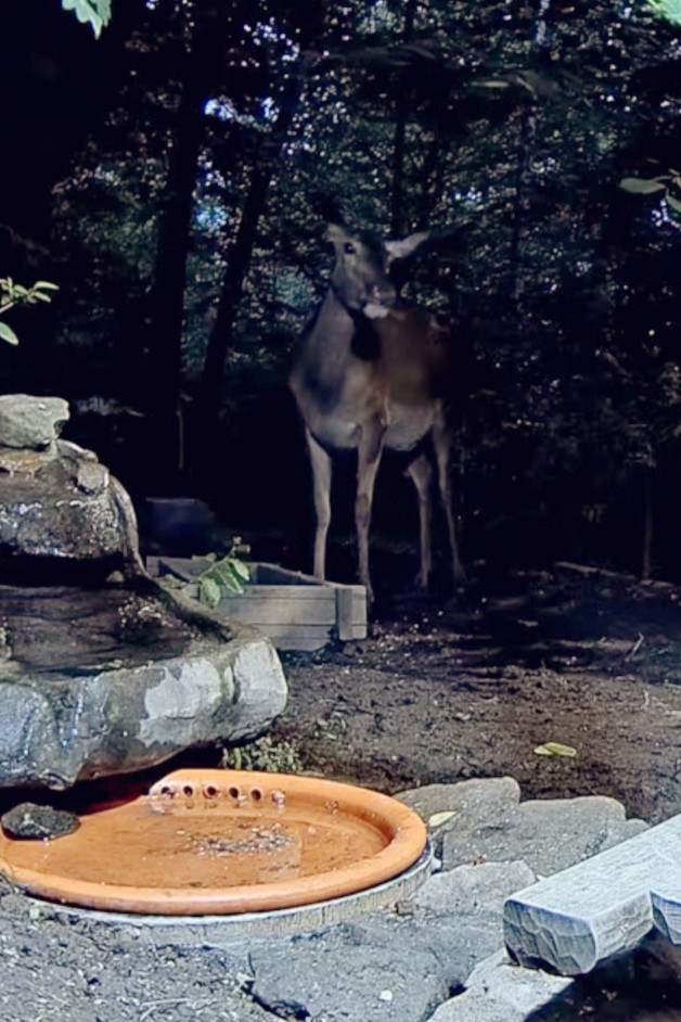 livebirdspoland_cba843e4a5b2fed4f72ac8a4139c0caa.jpg