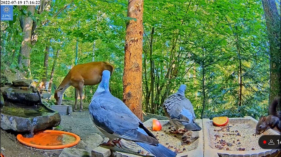livebirdspoland_0d3fb919382c6914624e5c628da13931.jpg