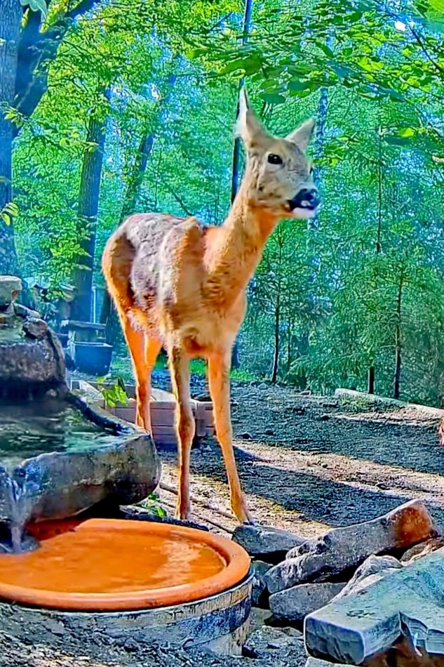 livebirdspoland_9680b7e66f8a1563d190ca05b799fdf5.jpg