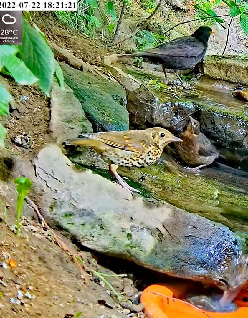 livebirdspoland_1afabdbd7fca7292b0c7708674a9ed81.jpg