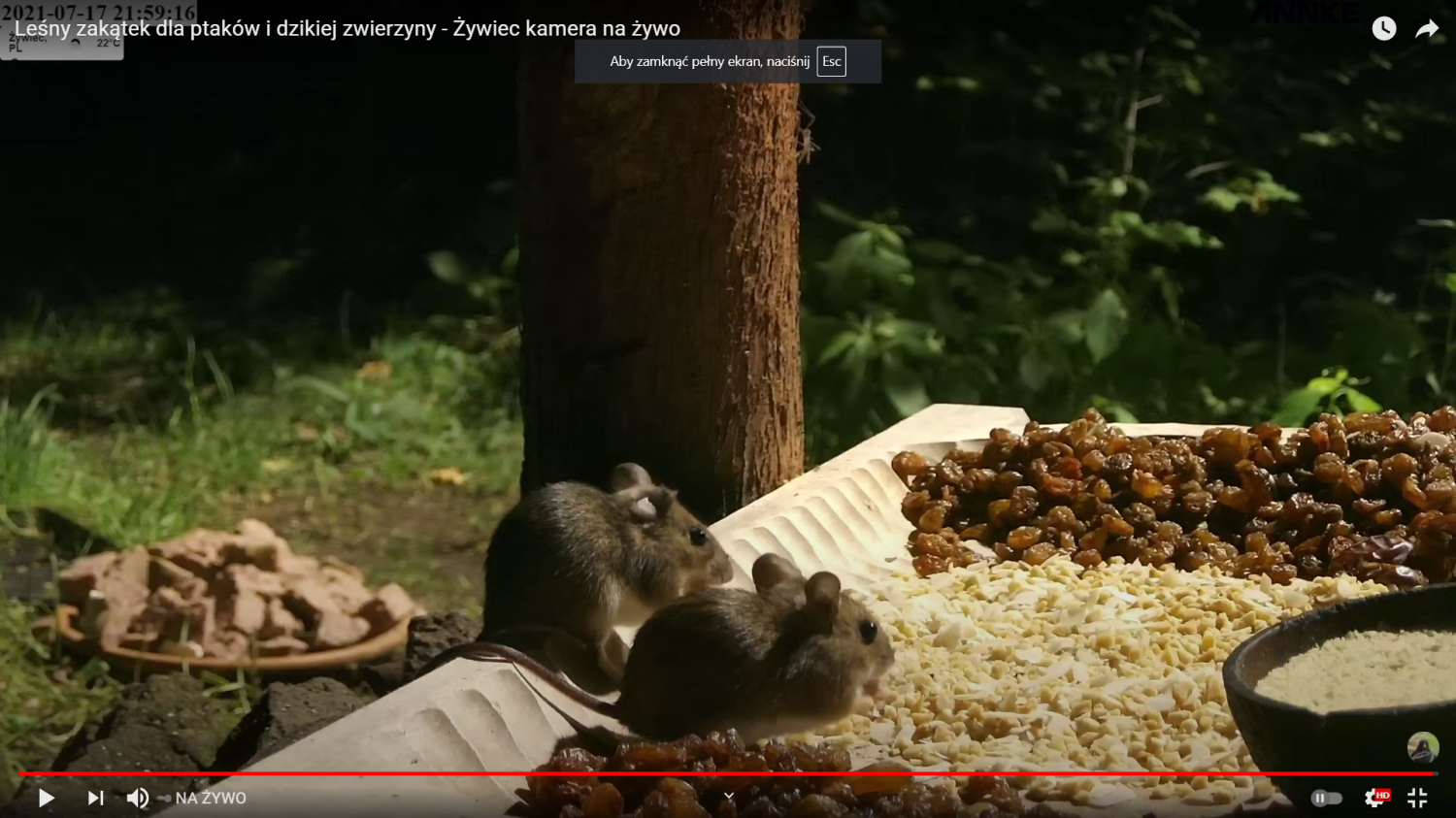 livebirdspoland_829018c676cd35f8eab757d6d2bd73eb.png