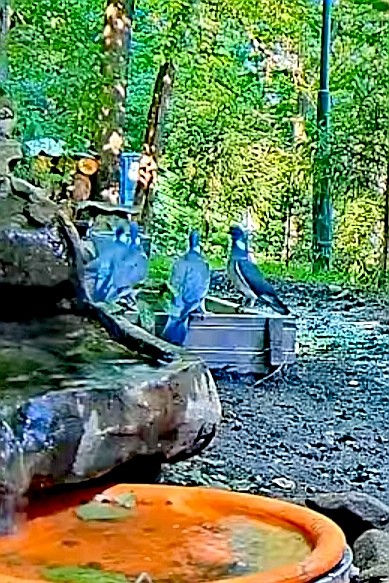livebirdspoland_341b3fc49466fd6e5e6961c0b7d09aae.jpg