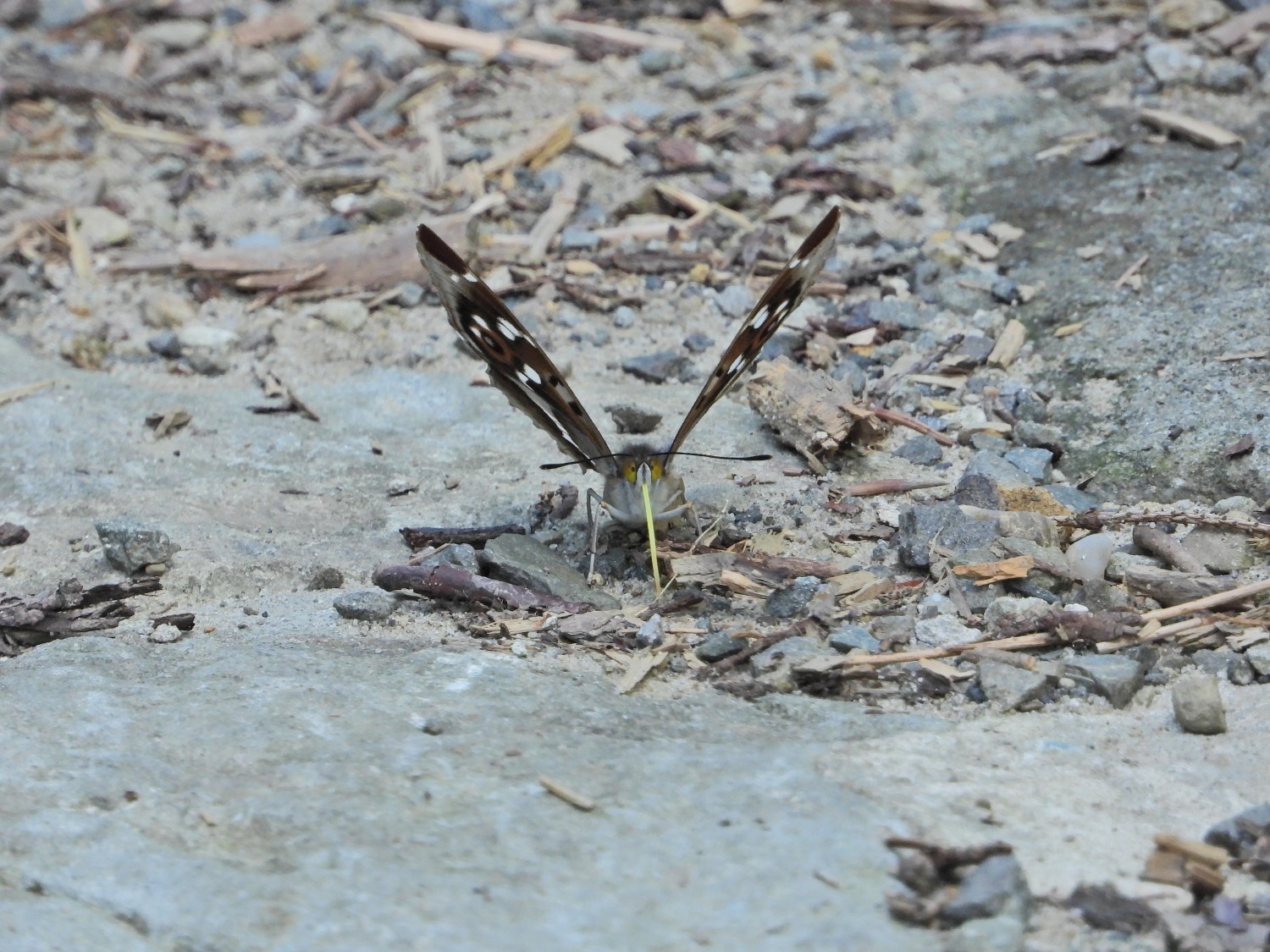 livebirdspoland_79a47b97ad02c63605a4572a08386dc1.jpg