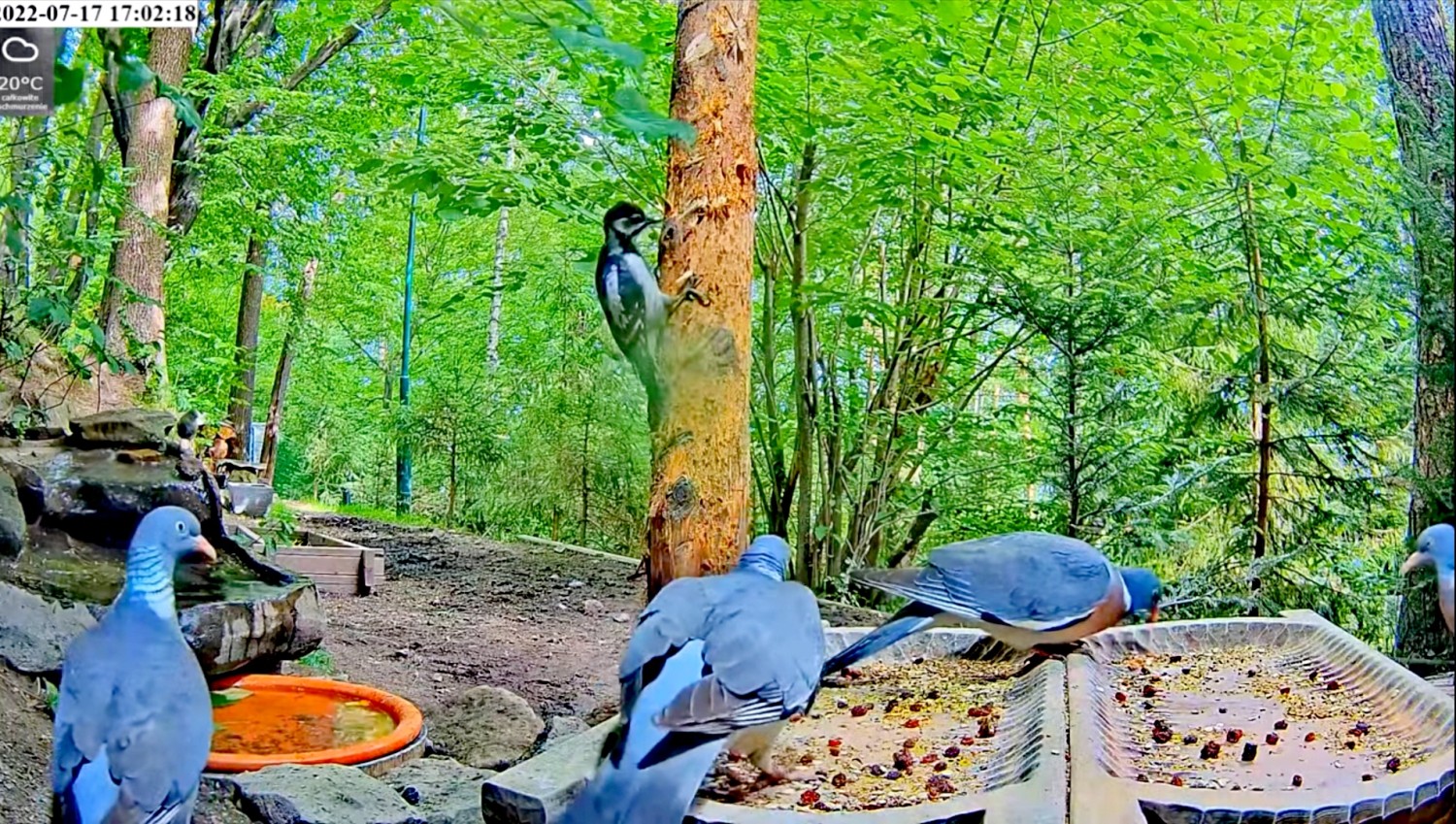 livebirdspoland_a63b6a4bbd71f7c9114a353dff393bdd.jpg