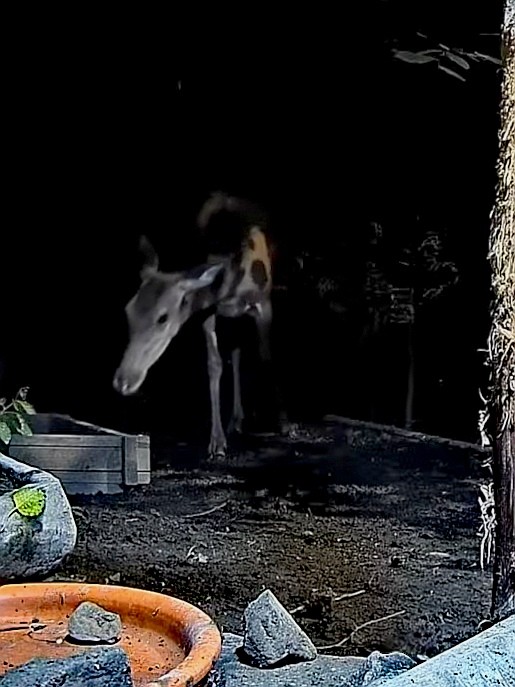 livebirdspoland_90405fe8682d7e2cedafc2605099154b.jpg