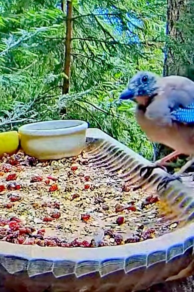 livebirdspoland_80f752a9212c2ff61f39c45c3b387d75.jpg