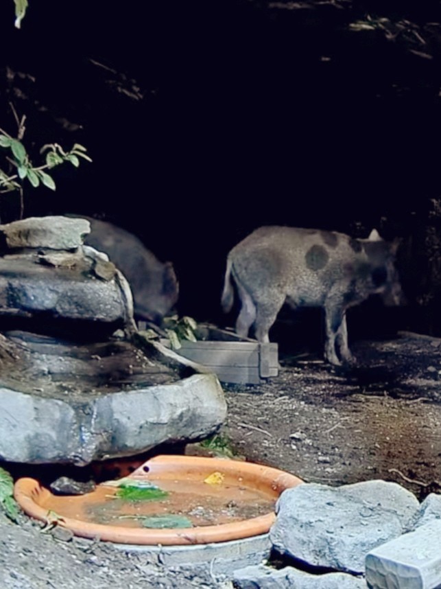 livebirdspoland_e48c59856a4f2ef1bd188af91a949136.jpg