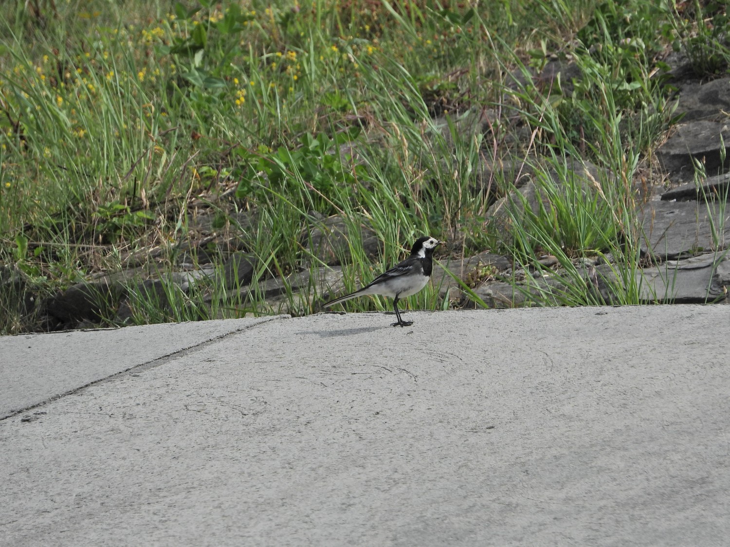 livebirdspoland_2bbb7199565af67a6f52c09a2349b730.jpg