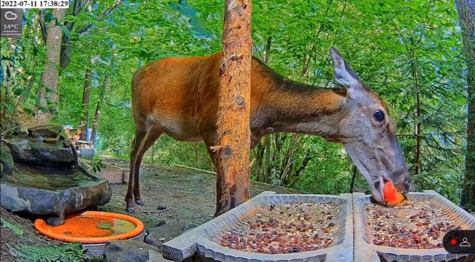 livebirdspoland_c49310659cfa16f21c9f83aefdcc3393.jpg