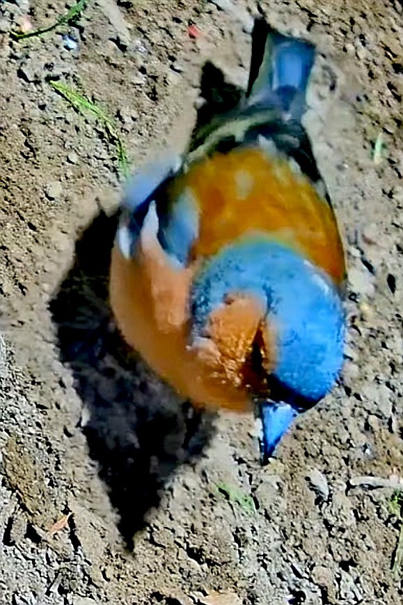 livebirdspoland_0c128a3edaaa3f11ff454705a7acbf68.jpg