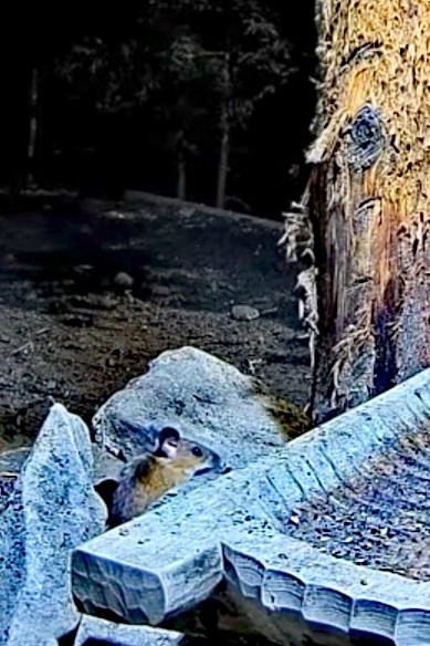 livebirdspoland_f69eb271ef13e0b33cc7a953544a1092.jpg