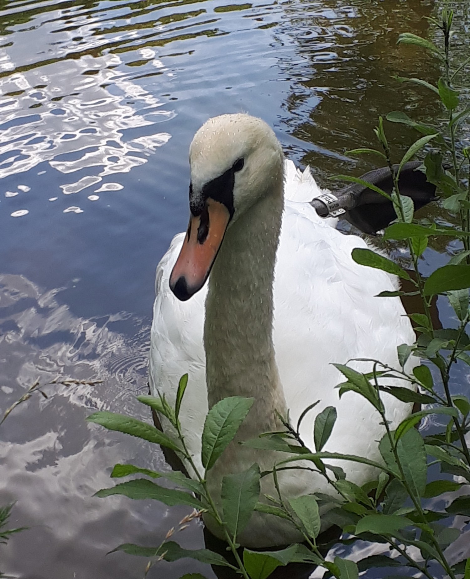 livebirdspoland_4cdc536d5a5df9ec96ae052098f89ec4.jpg