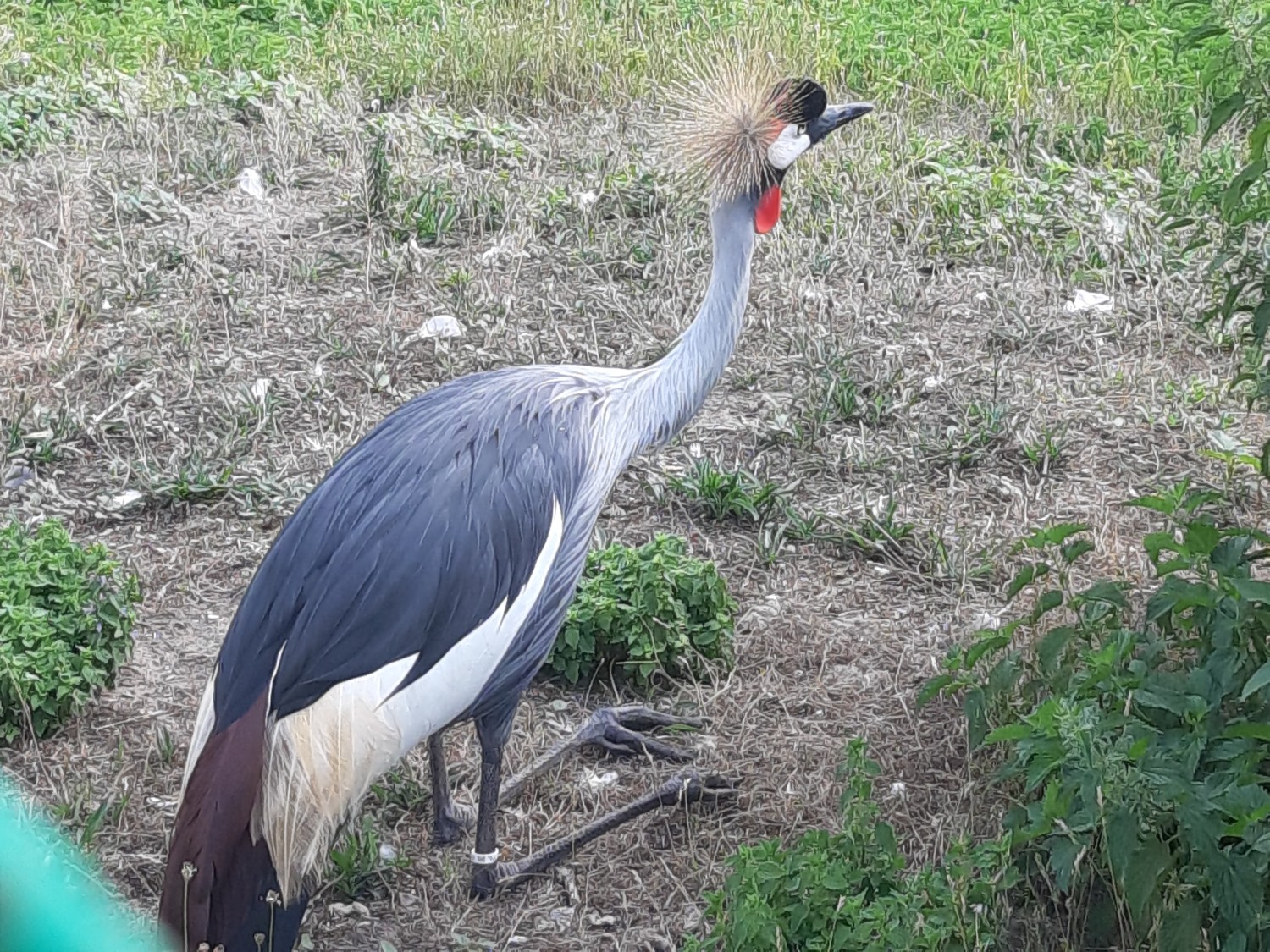 livebirdspoland_ce07184411c31686084267f97789d3b9.jpg