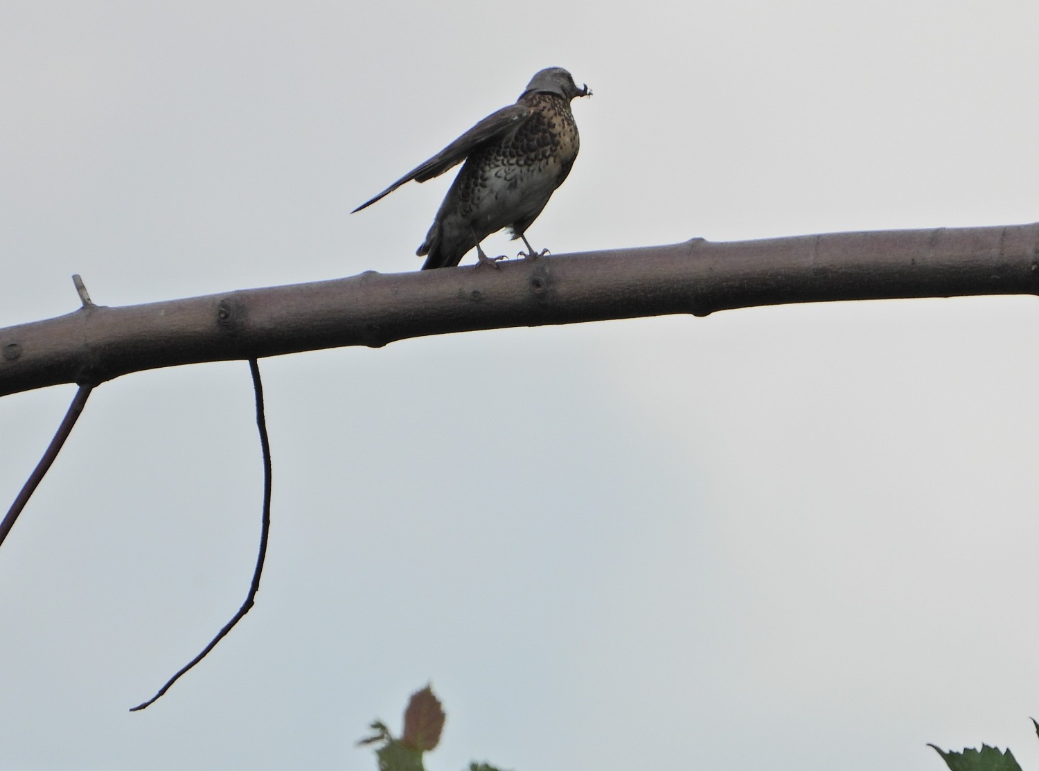 livebirdspoland_468038af0f8070a3683ad0c26e0d18c4.jpg