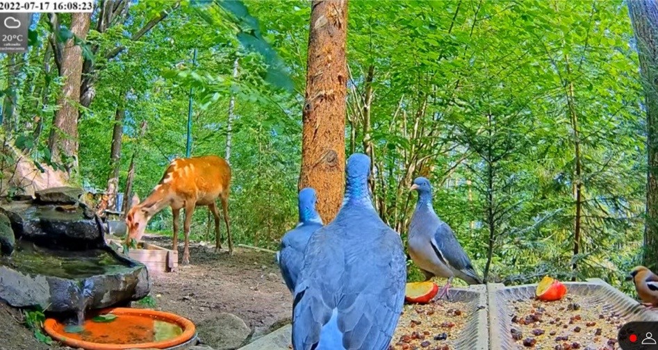 livebirdspoland_360011959b5128050dab8faf68611723.jpg