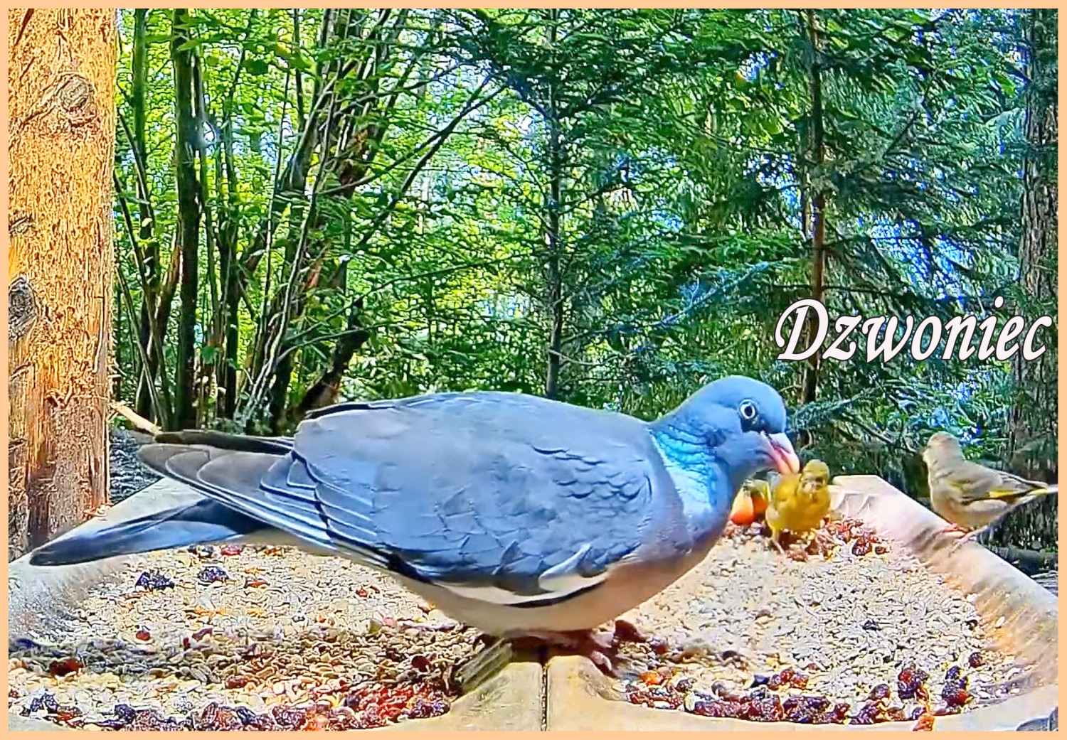 livebirdspoland_fa6873d9a947dfd14cb7ca3d873c2a75.jpg