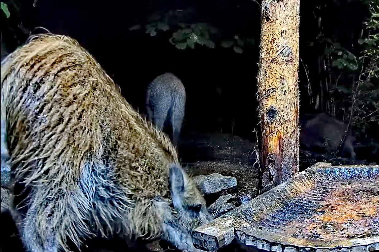 livebirdspoland_599a40204b76150eaed7028c421910a0.jpg