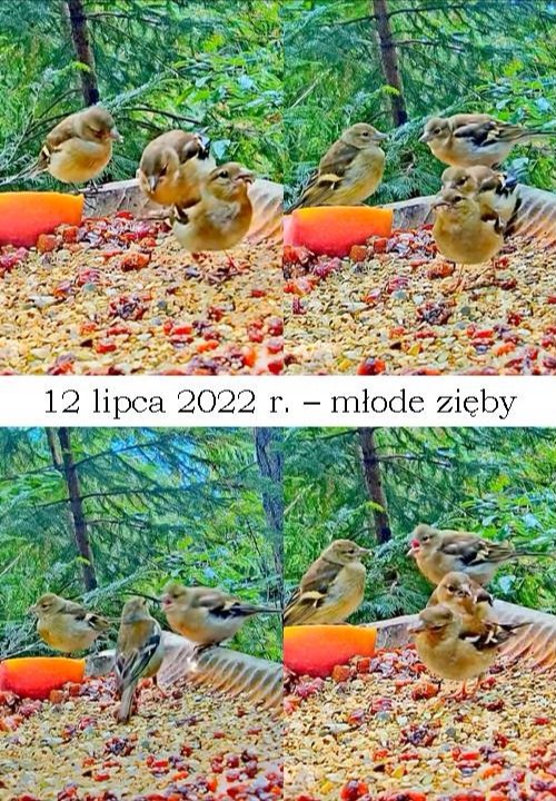 livebirdspoland_ab496c3dc1a93186ea988d6340cf0981.jpg