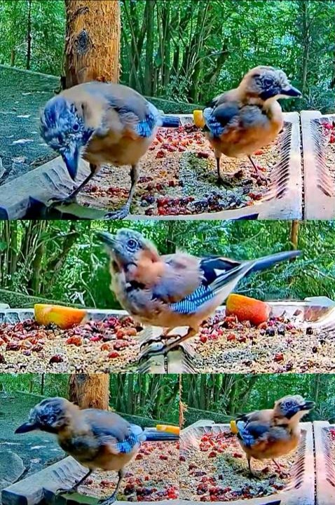 livebirdspoland_251f72b7289554d93a1cfbe7a8f66906.jpg