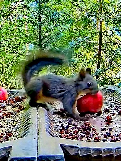 livebirdspoland_4aa734059c7bb873ebe927e33f2d9f42.jpg