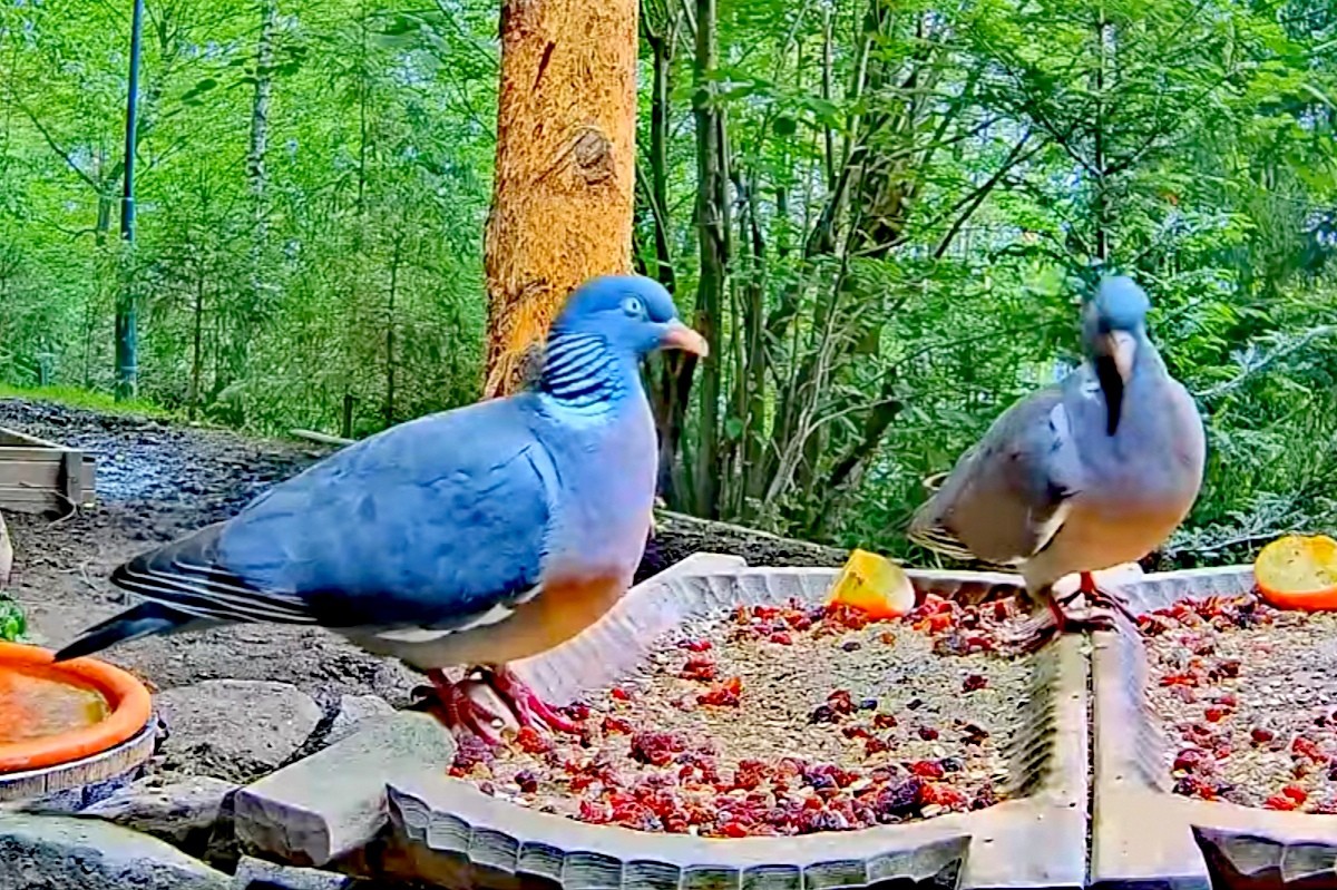 livebirdspoland_b15a6935ccc474ca7d46ebeacc7a3c85.jpg